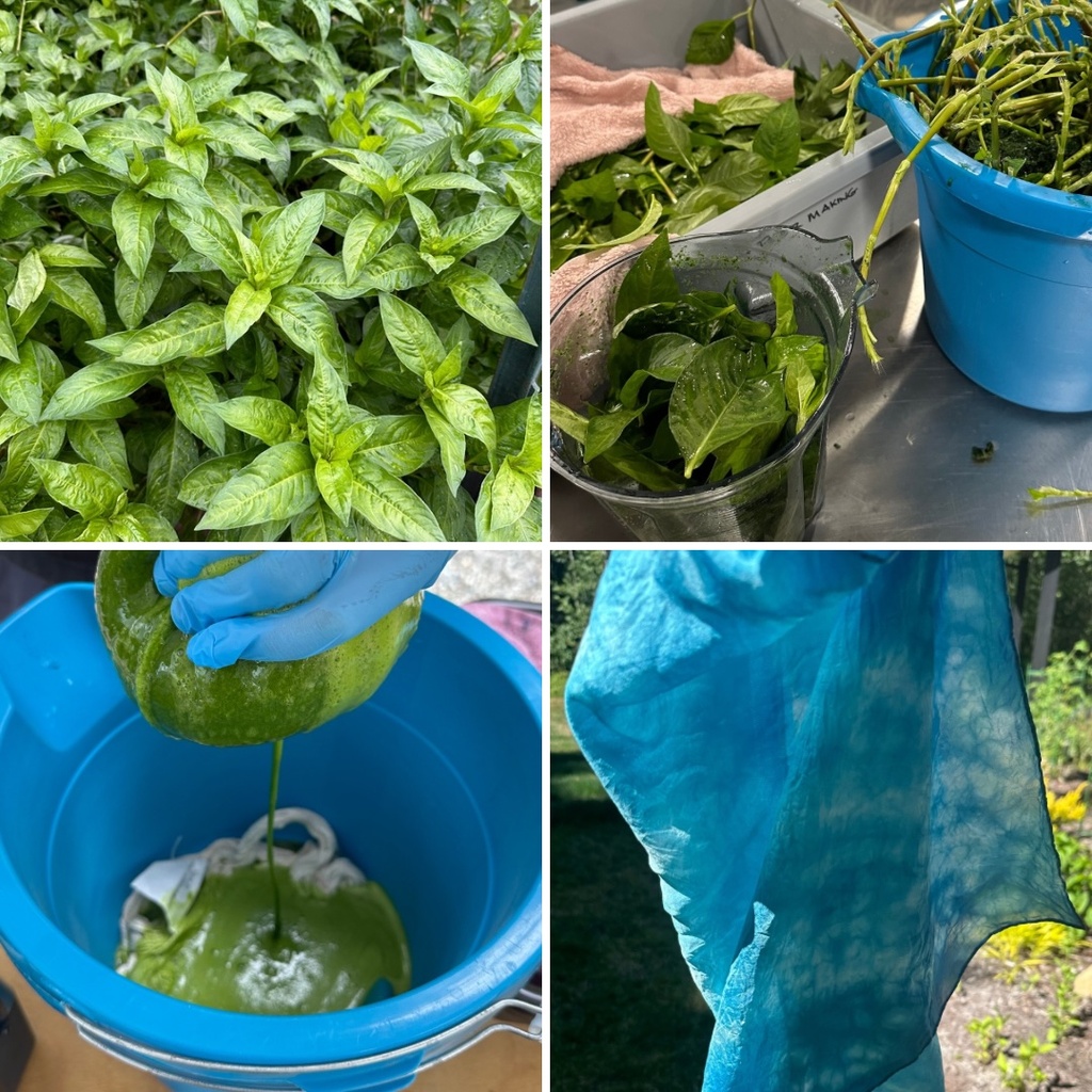 Fresh Indigo Harvest and Dye